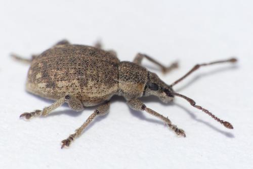 Réf. 280 734 : Peritelus sphaeroides